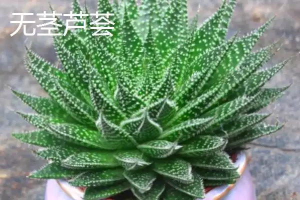 图片[7]-芦荟有哪些常见的种类 ,常见的芦荟种类有哪些-会东网