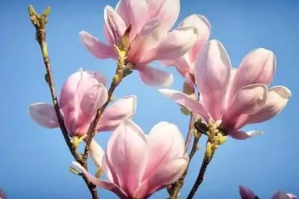图片[4]-了解玉兰花花语的方法和重点？了解玉兰花花语要做好哪些细节？-会东网