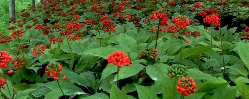 人参种子的种植方法？种植人参种子要遵循哪些详细步骤？-会东网