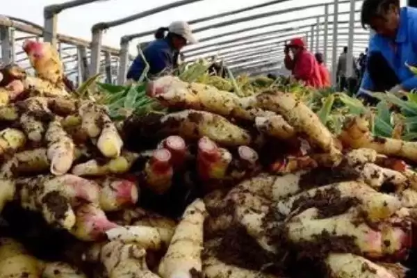 图片[14]-生姜的常见病害与防治方法？种植生姜防治常见病害要采取哪些措施？-会东网