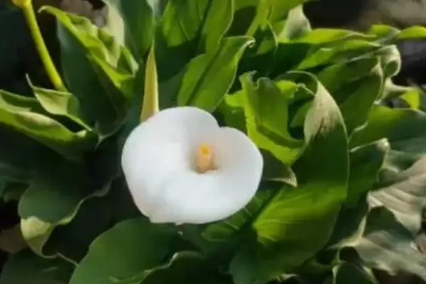 图片[4]-马蹄莲的花语是什么样的 ,马蹄莲花语因花色有何变化-会东网