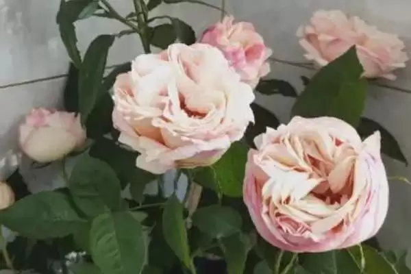 图片[12]-湖南月季种植推荐：碧翠丝、真宙、月月红的美丽绽放-会东网