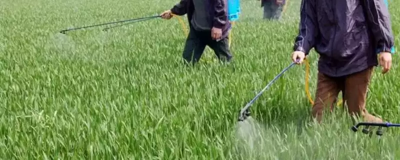 什么是农药使用安全间隔期？了解农药使用安全间隔期要注意什么？-会东网