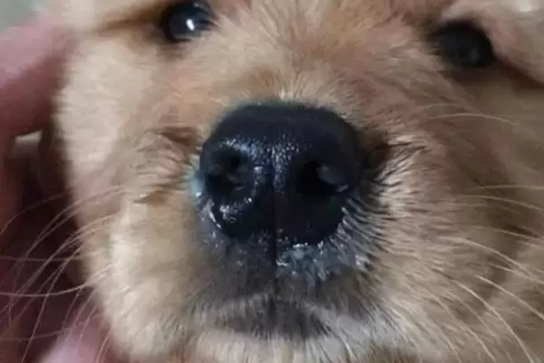 图片[3]-犬瘟症状全解：咳嗽、流脓鼻涕、眼屎多等表现分析-会东网