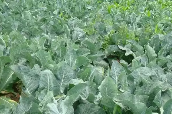 图片[4]-确定椰菜花适宜种植时间的方法和重点？确定椰菜花适宜种植时间要做好哪些细节？-会东网