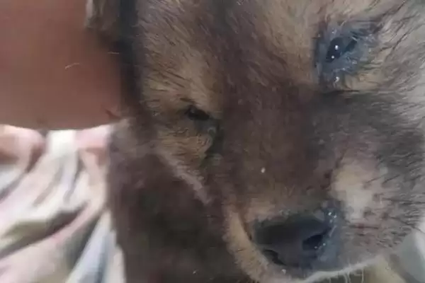 图片[2]-犬瘟症状全解：咳嗽、流脓鼻涕、眼屎多等表现分析-会东网