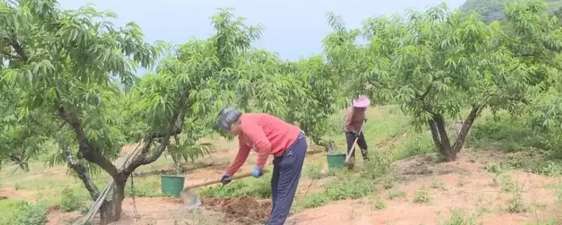 桃树秋施基肥的方法？桃树秋施基肥要掌握哪些正确的施肥方式和用量要点？-会东网