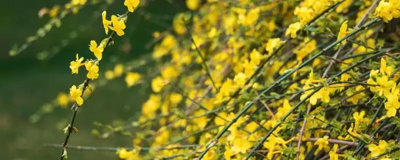 夏天养殖迎春花的方法和要点？夏季养殖迎春花要掌握哪些关键步骤？-会东网