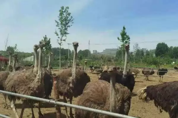 图片[3]-鸵鸟的养殖注意事项？养殖鸵鸟要遵循哪些涵盖饲养、环境和疾病防控的要点？-会东网