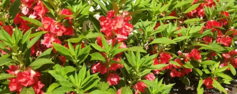 如何用凤仙花染指甲？用凤仙花染指甲要掌握哪些操作方法和技巧？-会东网