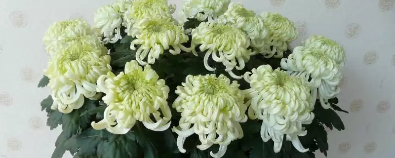 栽培菊花的方法和重点？栽培菊花要做好哪些细节？-会东网