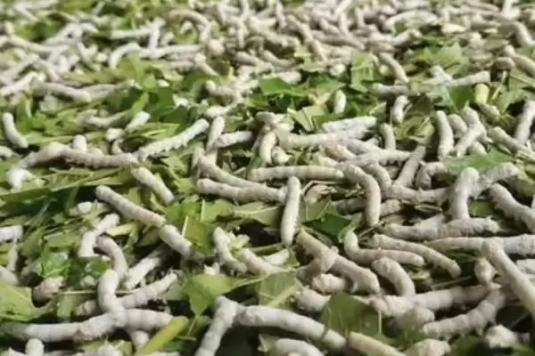 图片[5]-养蚕的方法和重点？养蚕要做好哪些细节？(2)-会东网