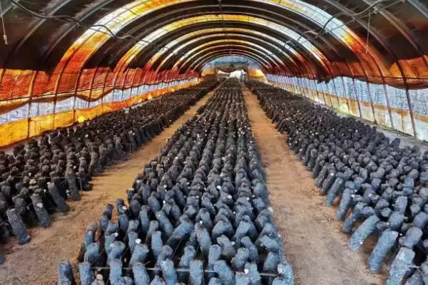 图片[2]-建设一亩蘑菇大棚的成本 ,建一亩蘑菇大棚需多少成本-会东网