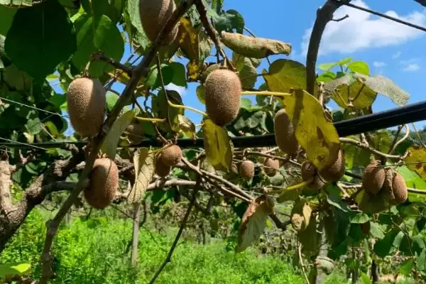 图片[3]-种植猕猴桃的海拔要求和要点？种植猕猴桃需关注哪些海拔因素？-会东网