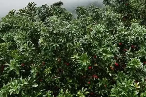 图片[3]-杨梅冬季管理的方法和重点？杨梅冬季管理要做好哪些细节？-会东网