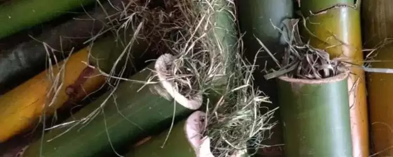 竹虫养殖的方法和要点?养殖竹虫要掌握哪些关键技术环节?-会东网