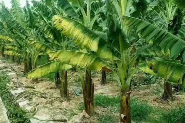 图片[3]-香蕉施肥的方法和要点？给香蕉施肥需掌握哪些关键技巧？-会东网