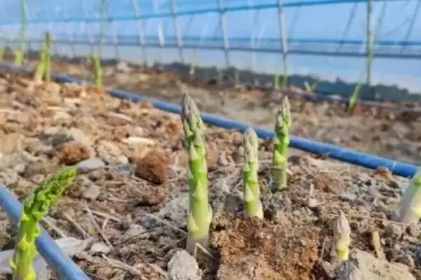 图片[3]-芦笋怎么选种比较好 ,芦笋选种的关键是什么-会东网