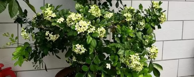 九里香的开花时间 ,九里香通常在什么时间段开花呢？-会东网