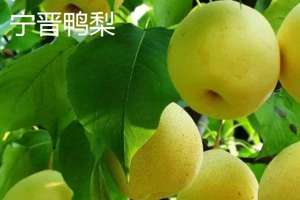 图片[5]-探寻鸭梨产地的方法和重点？探寻鸭梨产地要做好哪些细节？(2)-会东网