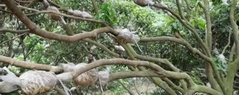 荔枝的高压繁殖技术 ,荔枝高压繁殖是怎样的育苗方式？-会东网