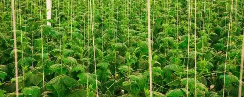 农村投资好项目推荐：反季节果蔬种植、果蔬配送的商机-会东网