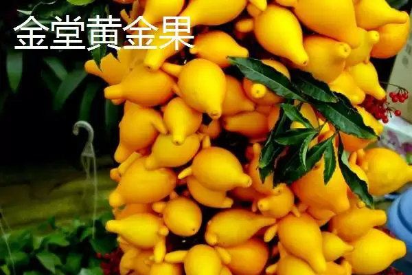 图片[2]-四川省金堂县的特产？认识四川省金堂县特产要了解哪些当地特色产品要点？-会东网
