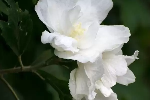 图片[4]-木槿花具有什么样的寓意呢,木槿花代表永恒的爱、美好的坚持等寓意-会东网