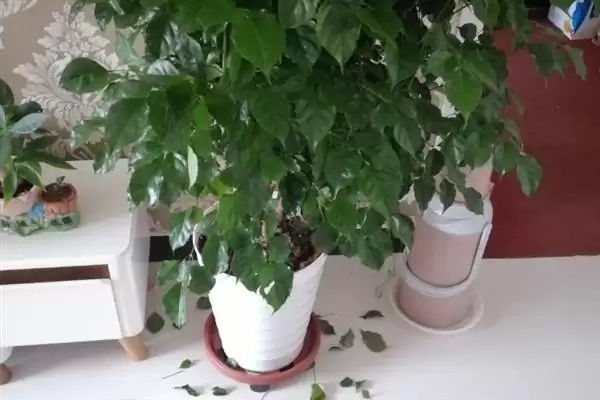 图片[6]-让幸福树在北方过冬的方法和重点？让幸福树在北方过冬要做好哪些细节？-会东网