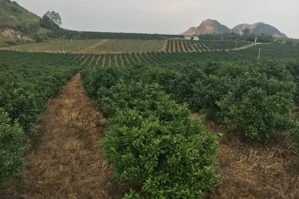 图片[2]-种植柑橘的条件和要点？种植柑橘需满足哪些必要条件？-会东网