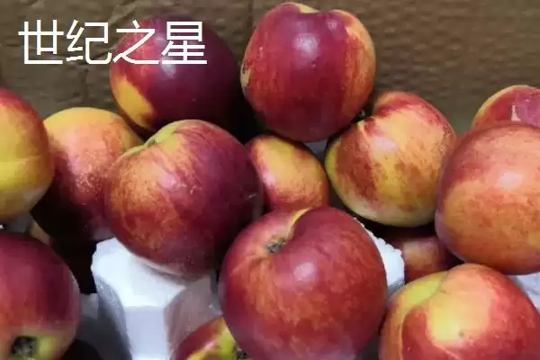 图片[6]-判断油桃是否为转基因桃子的方法和重点？判断油桃是否为转基因桃子要做好哪些细节？-会东网