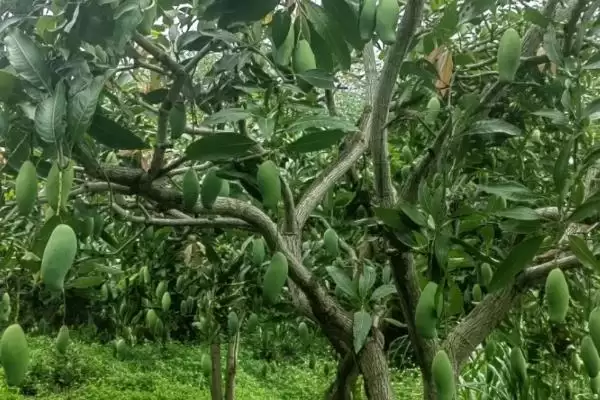 图片[7]-芒果树如何做到合理施肥 ,芒果树花芽分化前施什么肥-会东网