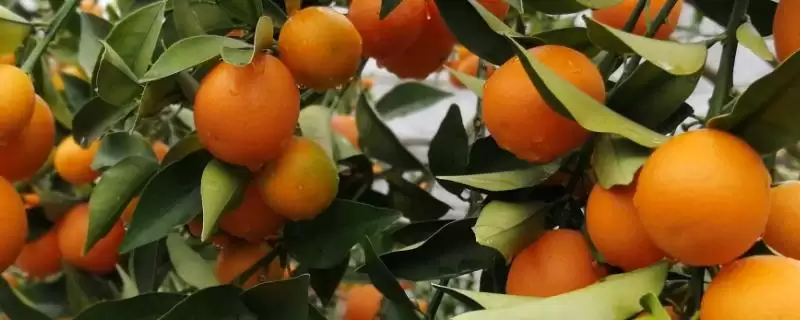 金桔的种植方法 ,金桔通常在什么季节进行播种-会东网