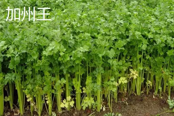 图片[5]-芹菜品种大揭秘：不同品种亩产量差异及特点-会东网