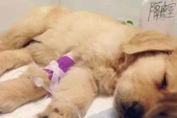 图片[3]-犬细小病毒危害剖析：死亡率高的传染病的防治关键-会东网
