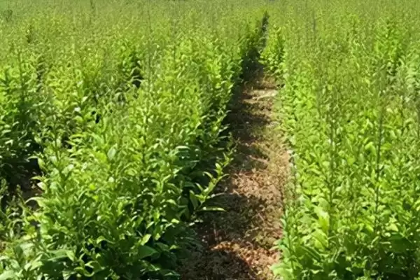 图片[7]-种植中草药的方法和要点？种植中草药要掌握哪些关键步骤？-会东网