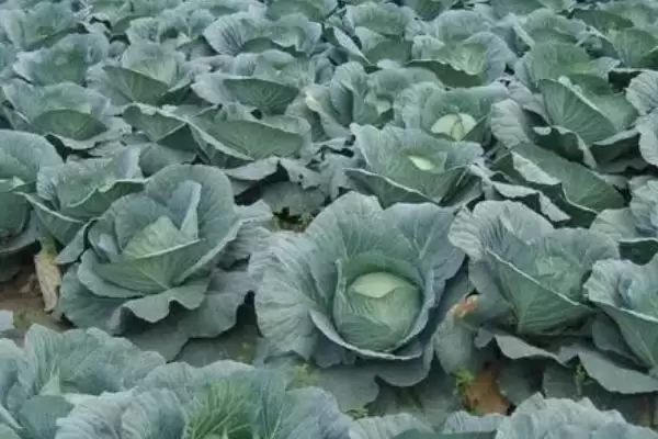 图片[3]-如何识别甘蓝缺钙症？种植甘蓝识别缺钙症要掌握哪些判断方法？-会东网