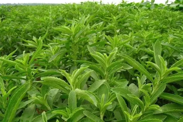 图片[4]-种植甜叶菊的注意事项和重点？种植甜叶菊要留意哪些关键问题？-会东网