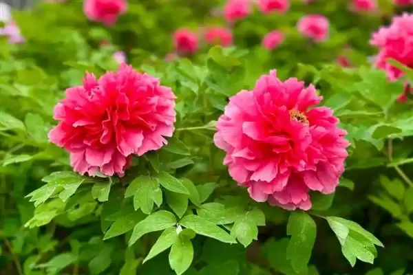 图片[5]-牡丹花的花语有什么含义呢,牡丹花寓意富贵、吉祥、幸福等美好含义-会东网