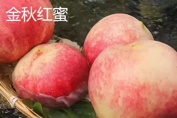 图片[6]-了解映霜红桃成熟上市月份的方法和重点？了解映霜红桃成熟上市月份要做好哪些细节？-会东网