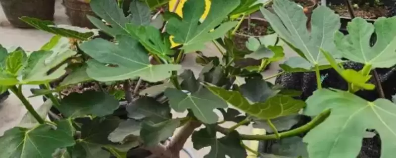 无花果树叶子发黄掉叶原因的要点和分析？分析无花果树叶问题需关注什么？-会东网