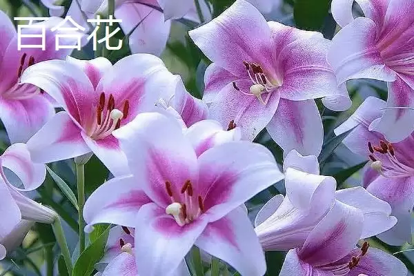 图片[6]-室内耐阴植物之光：富贵竹的观赏与养护技巧-会东网