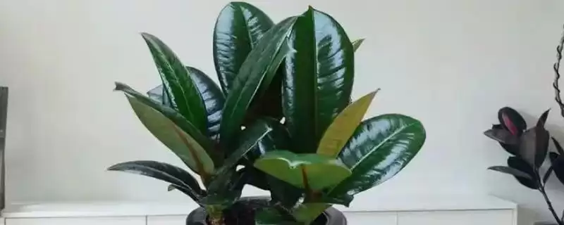 养橡皮树的方法和重点？养橡皮树要做好哪些细节？-会东网