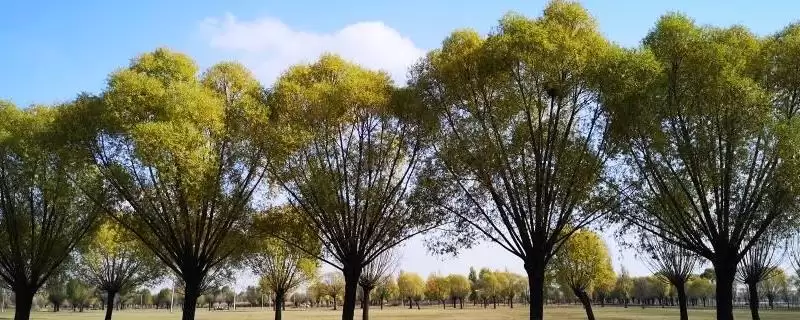 馒头柳有哪些简介信息 ,馒头柳因何特征而得名-会东网