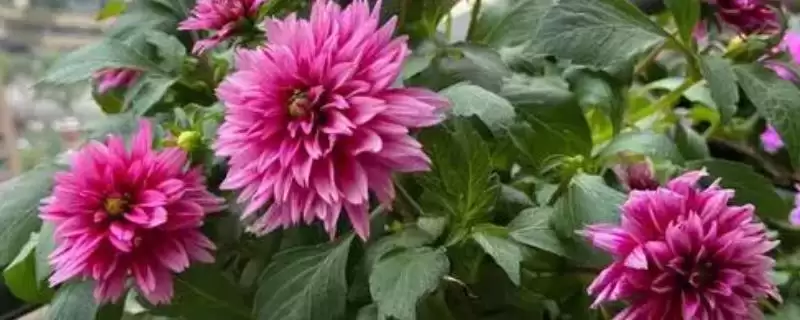 挑选品质好的小菊系菊花种子的方法和重点？挑选品质好的小菊系菊花种子要做好哪些细节？-会东网