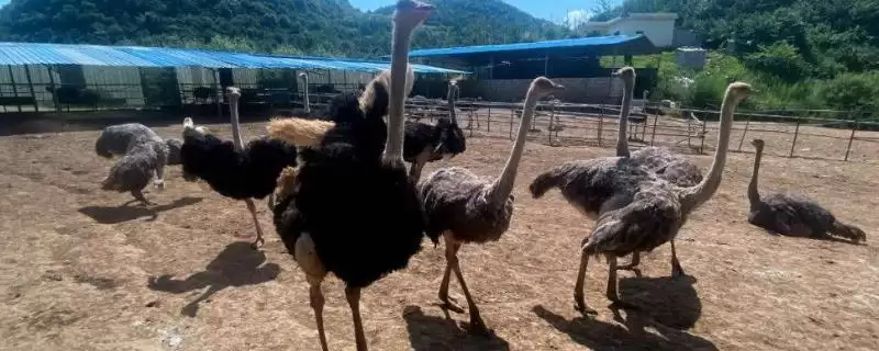 鸵鸟的养殖注意事项？养殖鸵鸟要遵循哪些涵盖饲养、环境和疾病防控的要点？-会东网