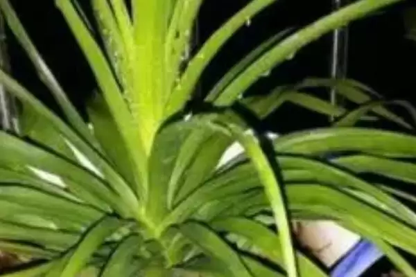 图片[8]-龙须树叶子打卷下垂的解决办法 ,龙须树叶子问题为何先遮阴？-会东网