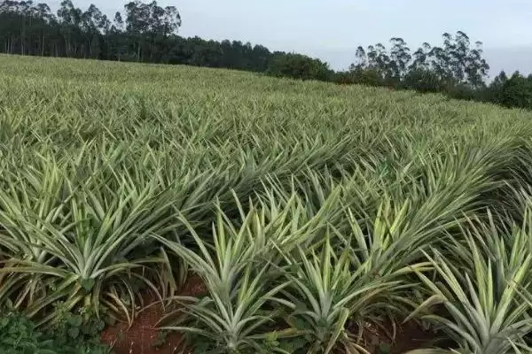 图片[4]-种植菠萝的条件和要点？种植菠萝需满足哪些特定要求？-会东网