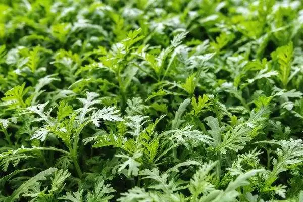 图片[3]-茼蒿能割几茬？了解茼蒿收割茬数要考虑哪些生长周期和养护要点？-会东网
