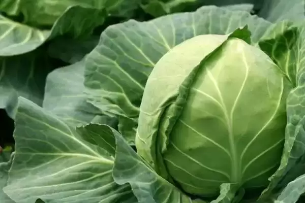图片[3]-卷心菜的形态特征 ,卷心菜具有怎样独特的形态呢？-会东网